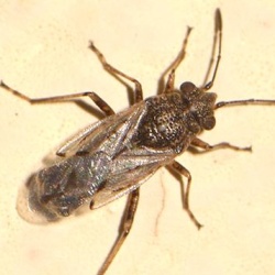 Nysius ericae